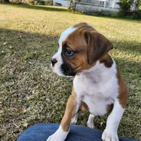 Dottie, a female Boxer for sale in Belhaven, NC – Photo 4 of 8