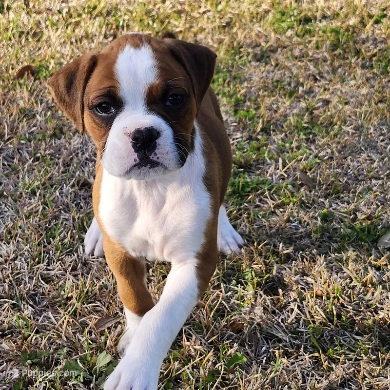 Dottie – Boxer puppy for sale in Belhaven, NC