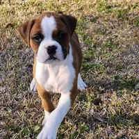 Dottie, a female Boxer for sale in Belhaven, NC – Photo 1 of 8