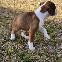 Dottie, a female Boxer for sale in Belhaven, NC – Photo 2 of 8