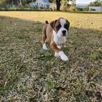Dottie, a female Boxer for sale in Belhaven, NC – Photo 7 of 8