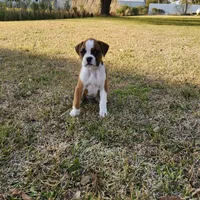 Dottie, a female Boxer for sale in Belhaven, NC – Photo 8 of 8