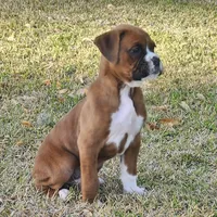 Dozer, a male Boxer for sale in Belhaven, NC – Photo 2 of 7