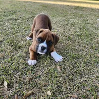 Dozer, a male Boxer for sale in Belhaven, NC – Photo 5 of 7