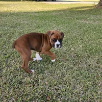 Dozer, a male Boxer for sale in Belhaven, NC – Photo 6 of 7