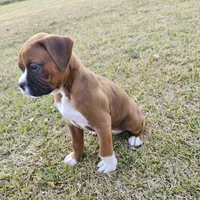 Dozer, a male Boxer for sale in Belhaven, NC – Photo 4 of 7