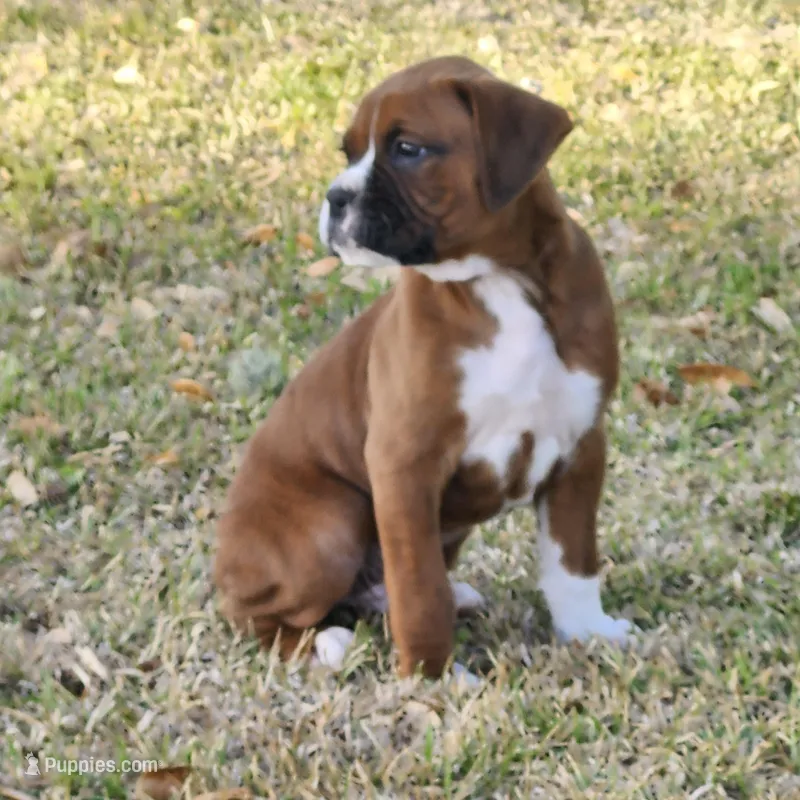 Dozer – Boxer puppy for sale in Belhaven, NC