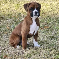 Dozer, a male Boxer for sale in Belhaven, NC – Photo 3 of 7