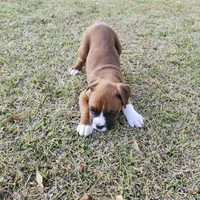 Dozer, a male Boxer for sale in Belhaven, NC – Photo 7 of 7