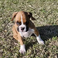 Chief, a male Boxer for sale in Belhaven, NC – Photo 3 of 5