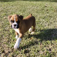 Chief, a male Boxer for sale in Belhaven, NC – Photo 4 of 5