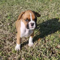 Chief, a male Boxer for sale in Belhaven, NC – Photo 2 of 5