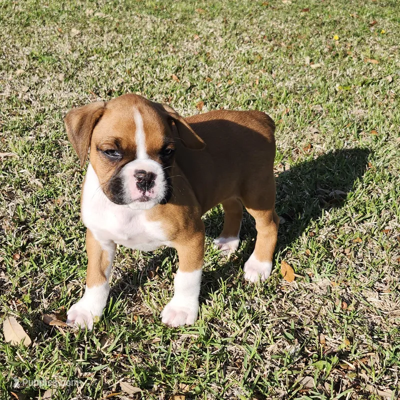 Chief – Boxer puppy for sale in Belhaven, NC