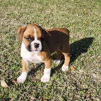 Chief, a male Boxer for sale in Belhaven, NC – Photo 1 of 5