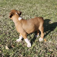 Chief, a male Boxer for sale in Belhaven, NC – Photo 5 of 5
