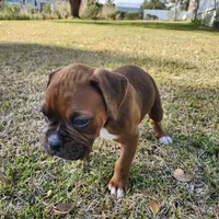 Butch, a male Boxer for sale in Belhaven, NC – Photo 6 of 7