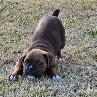Butch, a male Boxer for sale in Belhaven, NC – Photo 2 of 7
