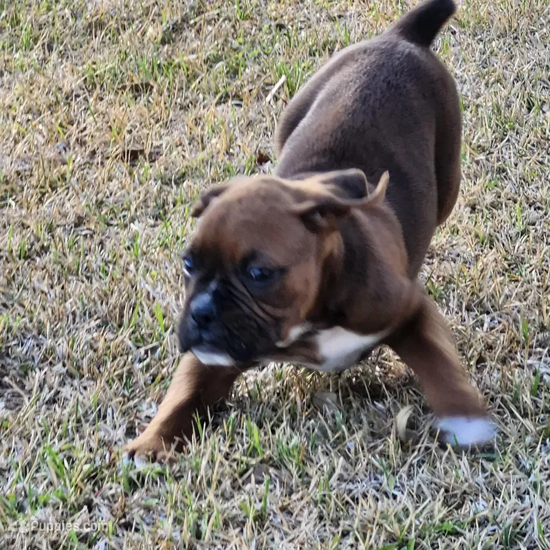 Butch – Boxer puppy for sale in Belhaven, NC
