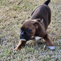 Butch, a male Boxer for sale in Belhaven, NC – Photo 1 of 7