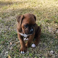 Butch, a male Boxer for sale in Belhaven, NC – Photo 4 of 7