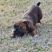 Butch, a male Boxer for sale in Belhaven, NC – Photo 3 of 7