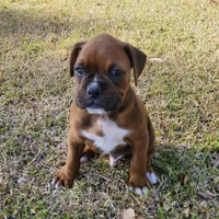 Butch, a male Boxer for sale in Belhaven, NC – Photo 5 of 7