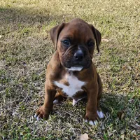 Butch, a male Boxer for sale in Belhaven, NC – Photo 7 of 7