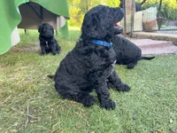 Tank , a male Goldendoodle and Poodle - Standard  for sale in Houston, TX – 5 of 7
