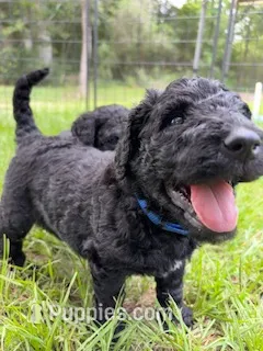 Blue – Goldendoodle puppy for sale in Houston, TX