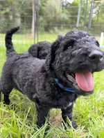 Tank , a male Goldendoodle and Poodle - Standard  for sale in Houston, TX – 3 of 7
