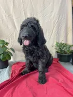 Henry - Ready for Delivery or Pick-up, a male Goldendoodle for sale in The Woodlands, TX – 1 of 9
