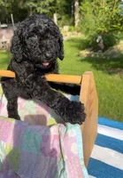 Glenda, a female Goldendoodle for sale in Houston, TX – 2 of 6