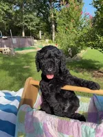 Stanley, a male Goldendoodle for sale in Houston, TX – 1 of 7