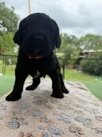Orange, a male Goldendoodle for sale in Houston, TX – 2 of 3