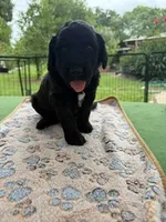 Lime Green, a male Goldendoodle for sale in Houston, TX – 3 of 4