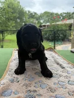 Lime Green, a male Goldendoodle for sale in Houston, TX – 2 of 4