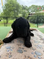 Silver, a male Goldendoodle for sale in Houston, TX – 3 of 3