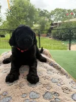 Pink, a female Goldendoodle for sale in Houston, TX – 2 of 3