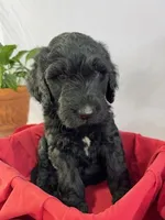 Bullet, a male Goldendoodle and Poodle - Standard  for sale in Houston, TX – 4 of 7