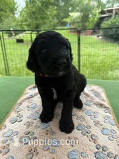 Orange – Goldendoodle puppy for sale in Houston, TX