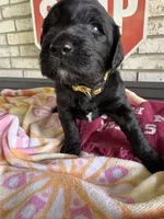 Yellow, a female Goldendoodle and Poodle - Standard  for sale in Houston, TX – 2 of 2