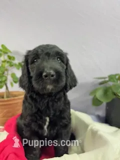Pumpkin – Goldendoodle, Poodle - Standard  puppy for sale in Houston, TX