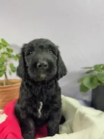 Pumpkin, a male Goldendoodle and Poodle - Standard  for sale in Houston, TX – 1 of 8