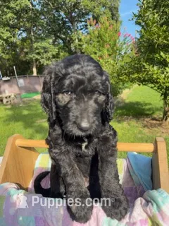 Pumpkin - Ready for Delivery or Pick-up – Goldendoodle, Poodle - Standard  puppy for sale in The Woodlands, TX