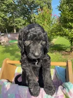 Pumpkin, a male Goldendoodle and Poodle - Standard  for sale in Houston, TX – 5 of 8