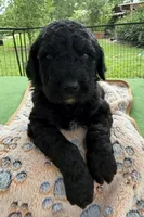 Dark Green, a male Goldendoodle for sale in Houston, TX – 2 of 4