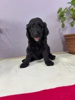 Tatter-Tot, a female Goldendoodle and Poodle - Standard  for sale in Houston, TX – 5 of 8