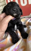 Purple, a female Goldendoodle and Poodle - Standard  for sale in Houston, TX – 2 of 3