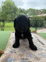 Lime Green, a male Goldendoodle for sale in Houston, TX – 4 of 4
