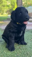 Sunshine, a female Goldendoodle and Poodle - Standard  for sale in Houston, TX – 3 of 5